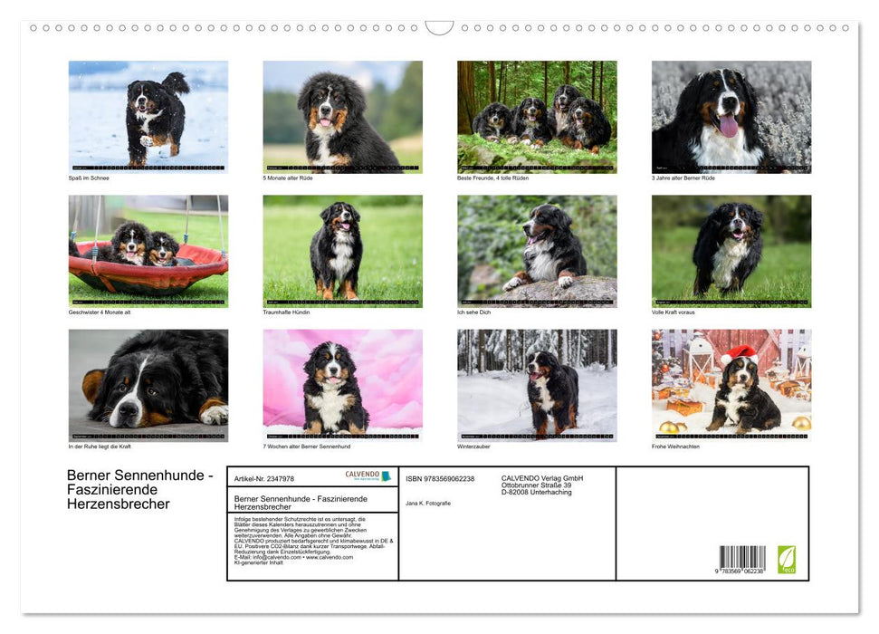 Berner Sennenhunde - Faszinierende Herzensbrecher (CALVENDO Wandkalender 2027)