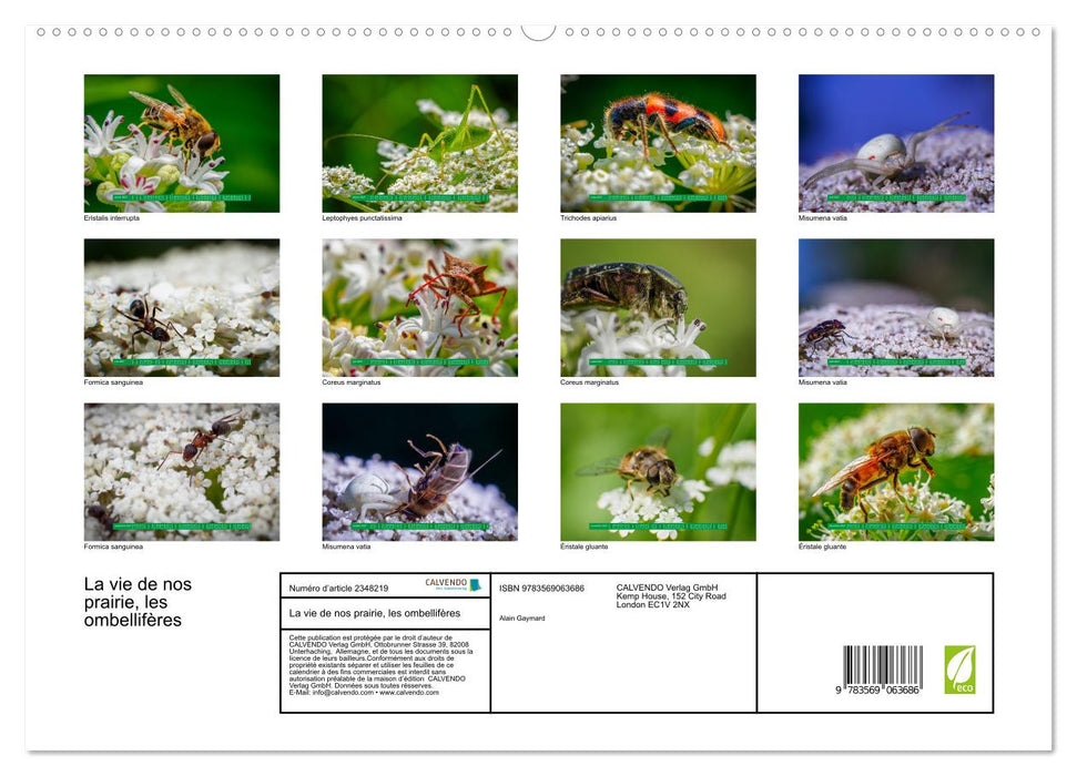 La vie de nos prairie, les ombellifères (CALVENDO Calendrier supérieur 2027)