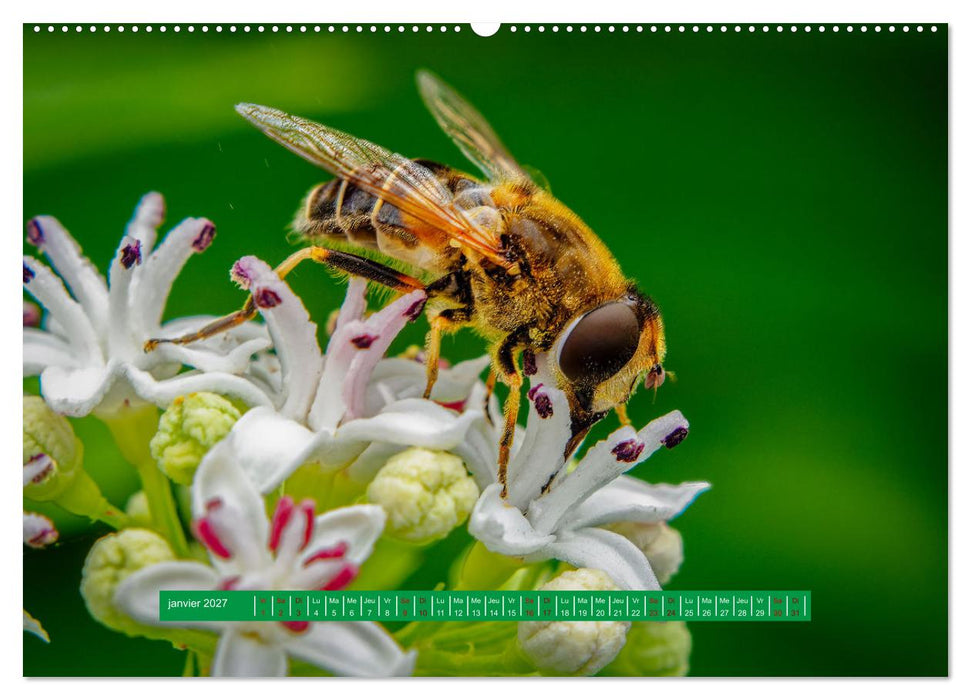 La vie de nos prairie, les ombellifères (CALVENDO Calendrier supérieur 2027)