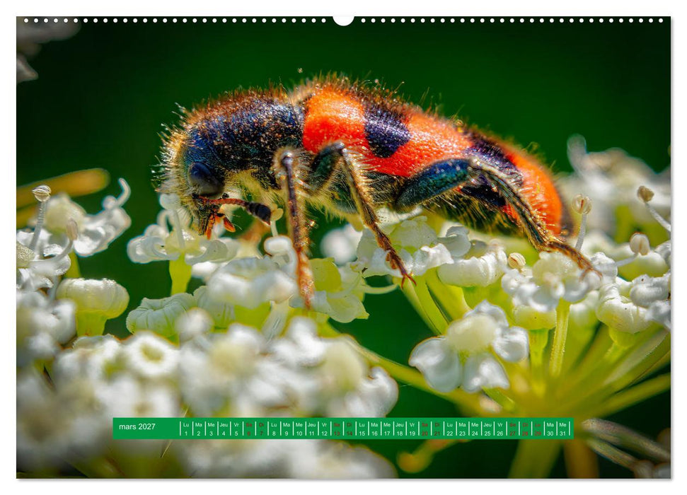 La vie de nos prairie, les ombellifères (CALVENDO Calendrier supérieur 2027)