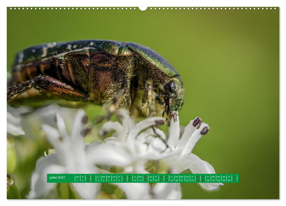 La vie de nos prairie, les ombellifères (CALVENDO Calendrier supérieur 2027)
