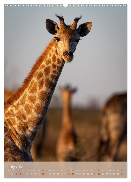 Giraffe Tales (CALVENDO Premium-Calendar 2027)