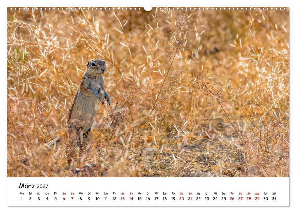 Afrikas kleine Stars (CALVENDO Wandkalender 2027)