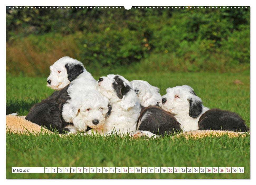 In der Kinderstube bei Familie Bobtail (CALVENDO Wandkalender 2027)