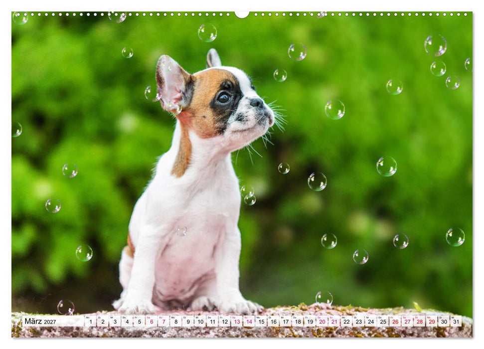 Kleine Helden - Französische Bulldoggen (CALVENDO Premium Wandkalender 2027)