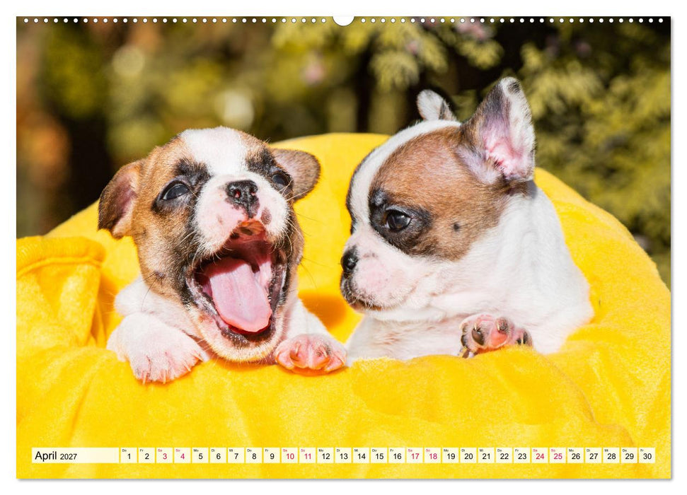 Kleine Helden - Französische Bulldoggen (CALVENDO Premium Wandkalender 2027)