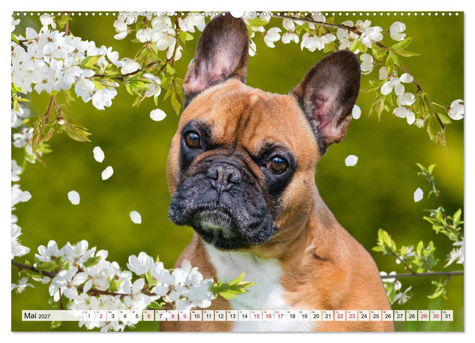 Kleine Helden - Französische Bulldoggen (CALVENDO Premium Wandkalender 2027)