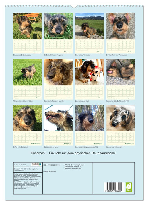 Schorschi – Ein Jahr mit dem bayrischen Rauhhaardackel (CALVENDO Premium Wandkalender 2027)