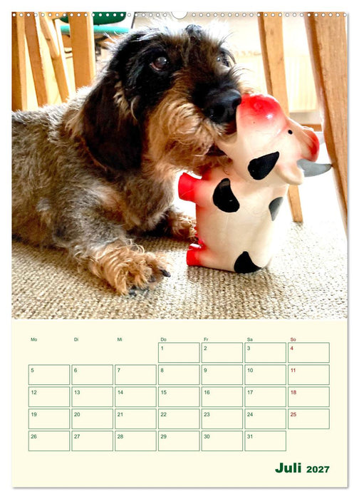 Schorschi – Ein Jahr mit dem bayrischen Rauhhaardackel (CALVENDO Premium Wandkalender 2027)