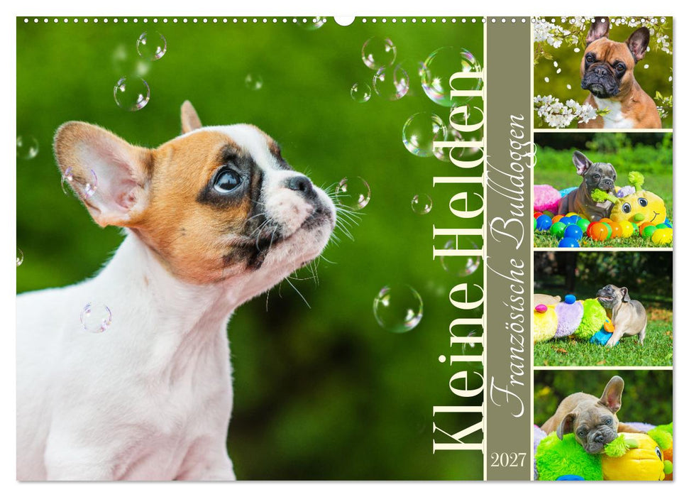 Kleine Helden - Französische Bulldoggen (CALVENDO Wandkalender 2027)