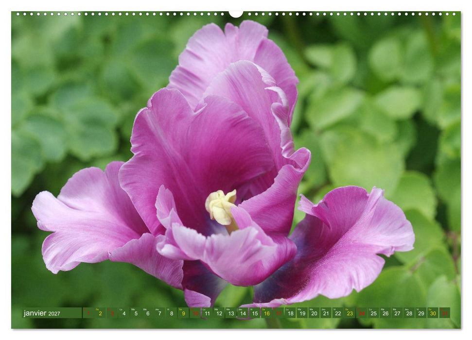 La beauté des fleurs (CALVENDO Calendrier mensuel 2027)