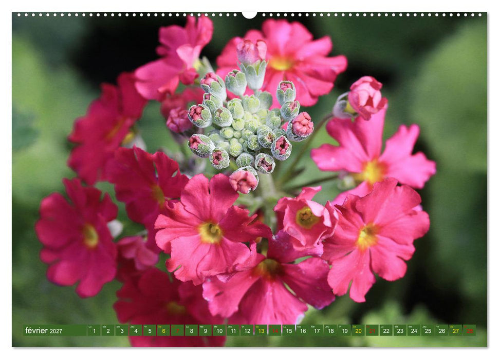 La beauté des fleurs (CALVENDO Calendrier mensuel 2027)