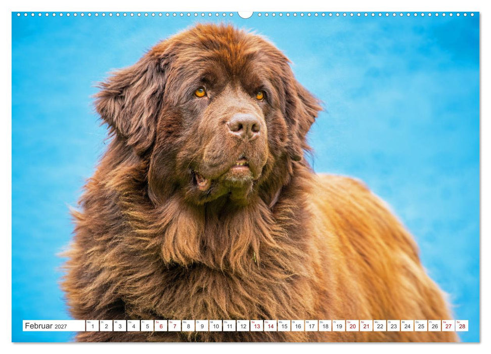 Neufundländer - Kleine Weltentdecker (CALVENDO Premium Wandkalender 2027)
