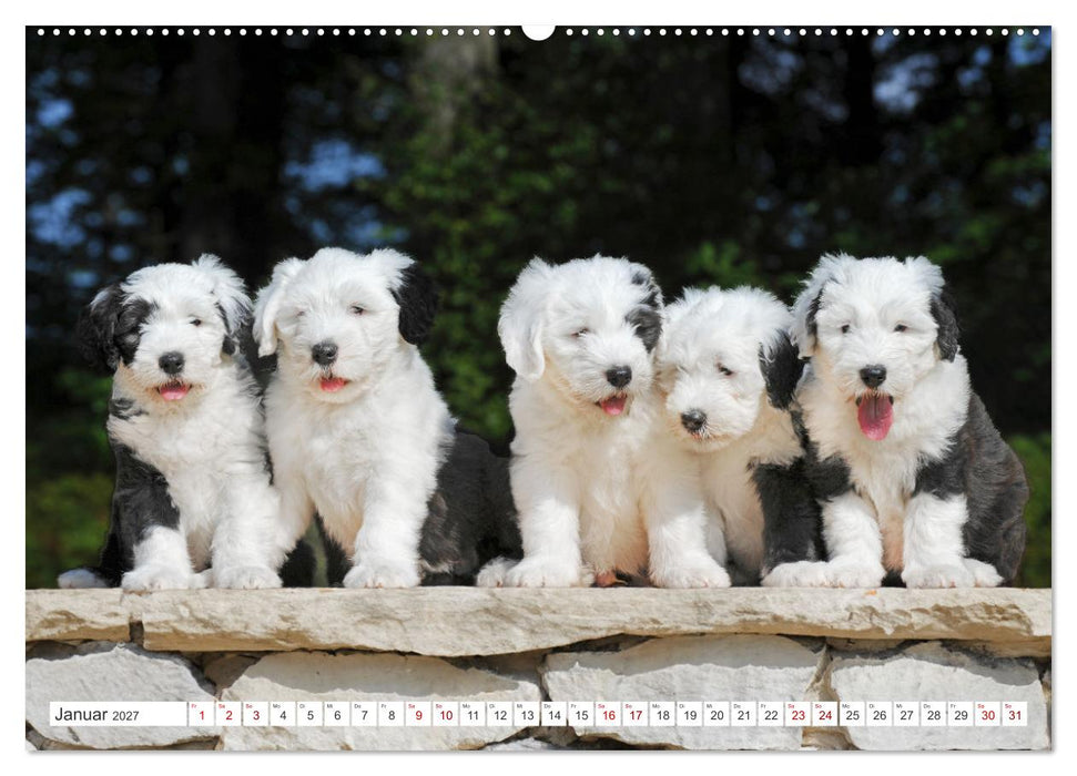 In der Kinderstube bei Familie Bobtail (CALVENDO Premium Wandkalender 2027)