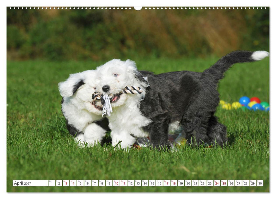 In der Kinderstube bei Familie Bobtail (CALVENDO Premium Wandkalender 2027)