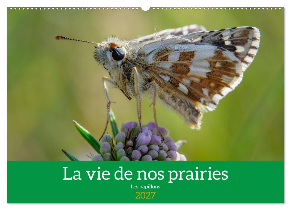 La vie de nos prairie, les papillons (CALVENDO Calendrier mensuel 2027)