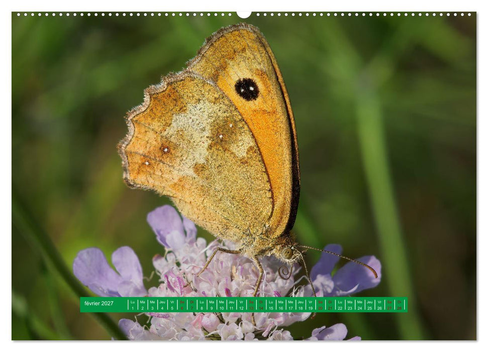 La vie de nos prairie, les papillons (CALVENDO Calendrier mensuel 2027)