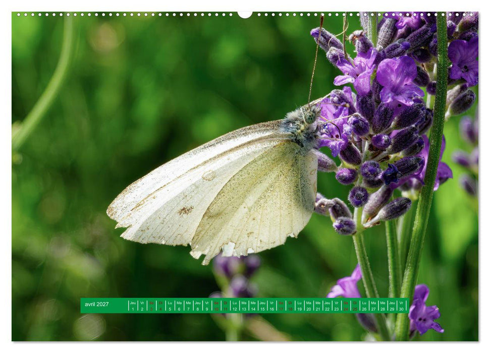 La vie de nos prairie, les papillons (CALVENDO Calendrier mensuel 2027)