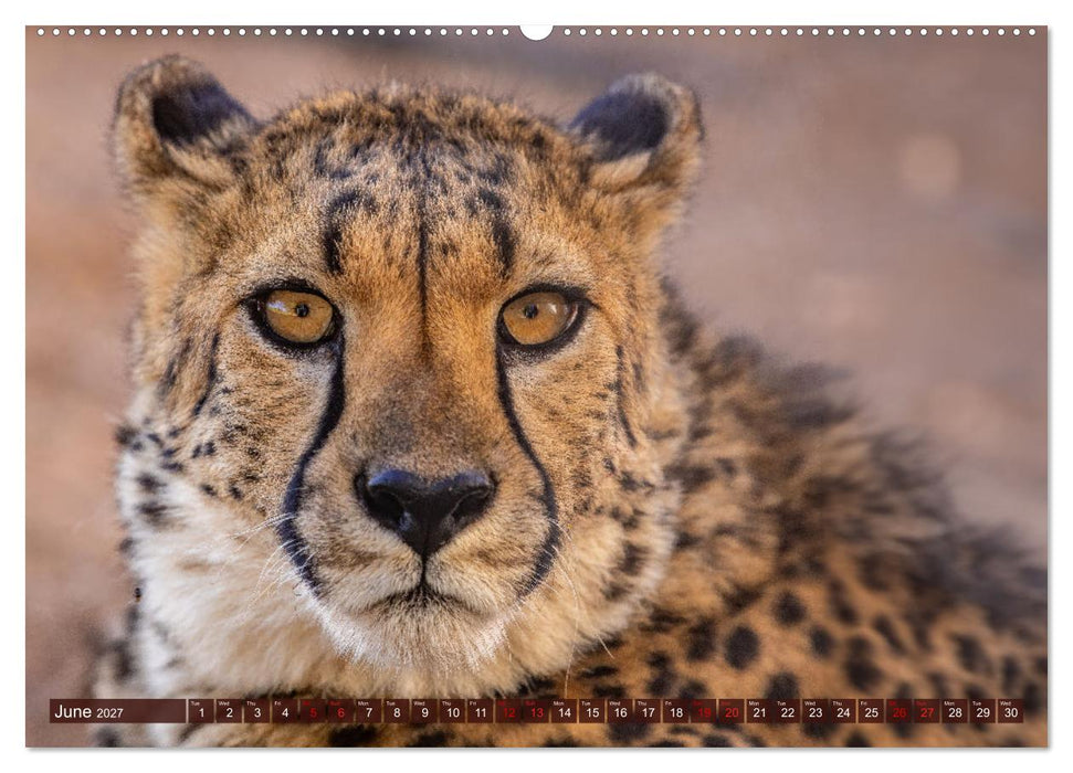 Amazing Cheetahs (CALVENDO Monthly Calendar 2027)