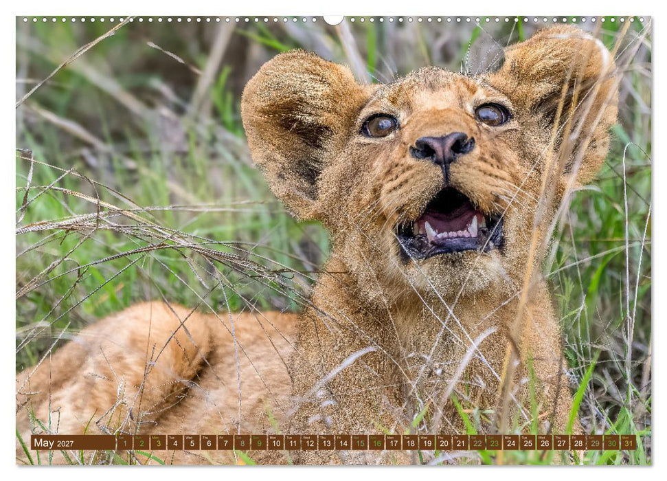 Lions of Southern Africa (CALVENDO Monthly Calendar 2027)