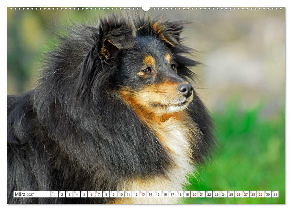 Sheltie - Ein Stück vom Glück (CALVENDO Wandkalender 2027)