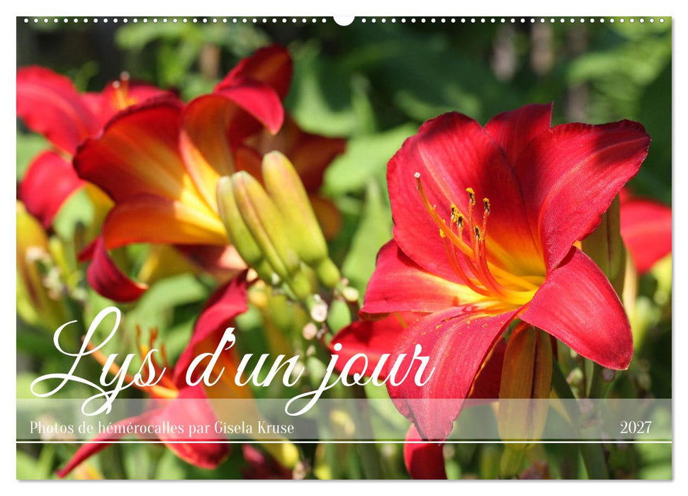 Lys d'un jour (CALVENDO Calendrier mensuel 2027)