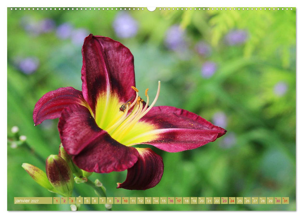 Lys d'un jour (CALVENDO Calendrier mensuel 2027)