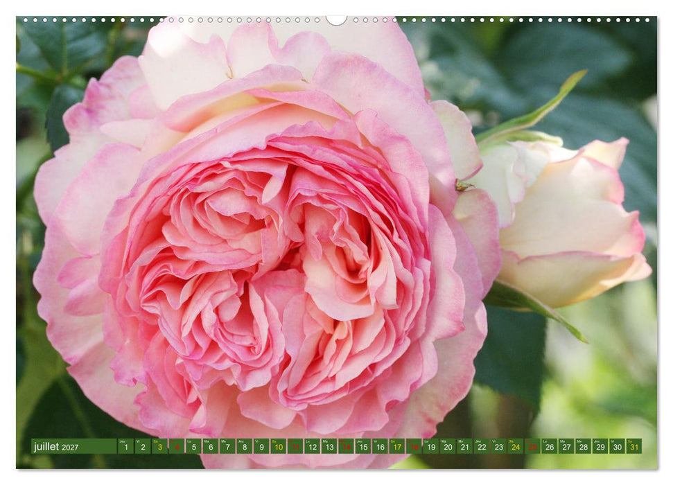 La beauté des fleurs (CALVENDO Calendrier supérieur 2027)