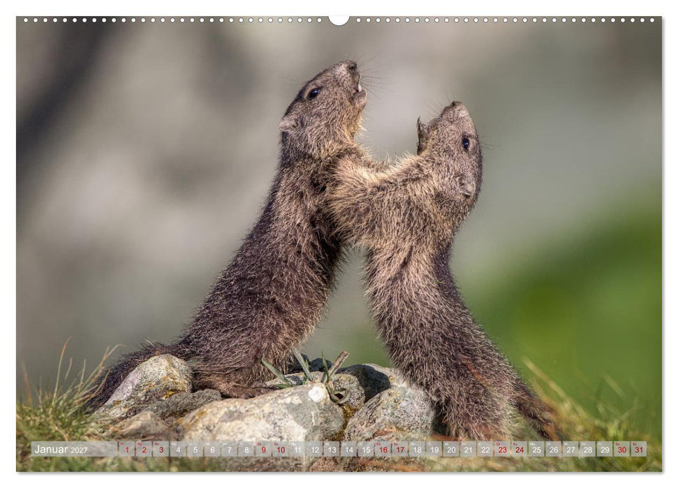 Tiere der Alpen - Murmeltier-Kinder (CALVENDO Wandkalender 2027)