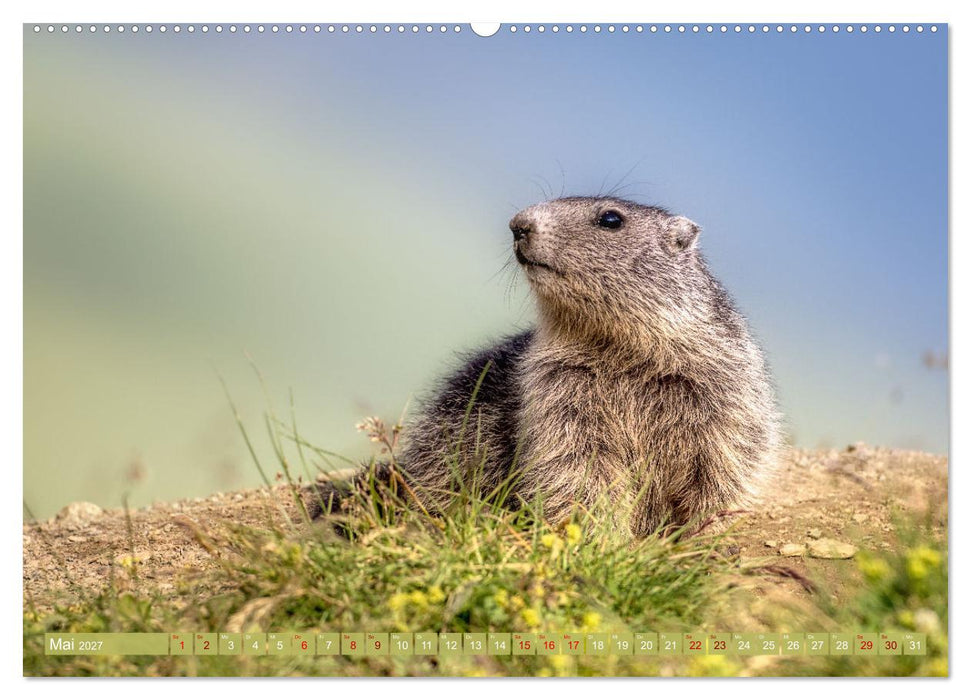 Tiere der Alpen - Murmeltier-Kinder (CALVENDO Wandkalender 2027)