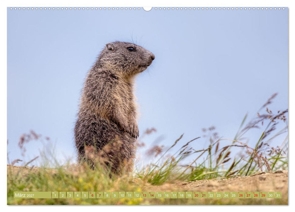 Tiere der Alpen - Murmeltier-Kinder (CALVENDO Premium Wandkalender 2027)