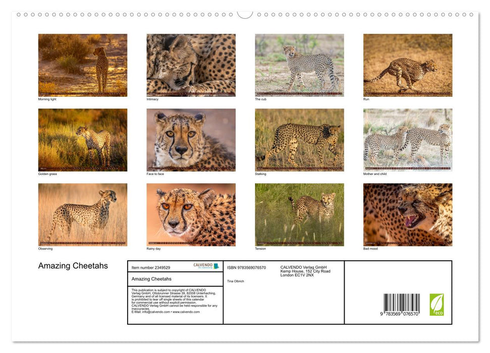 Amazing Cheetahs (CALVENDO Premium-Calendar 2027)