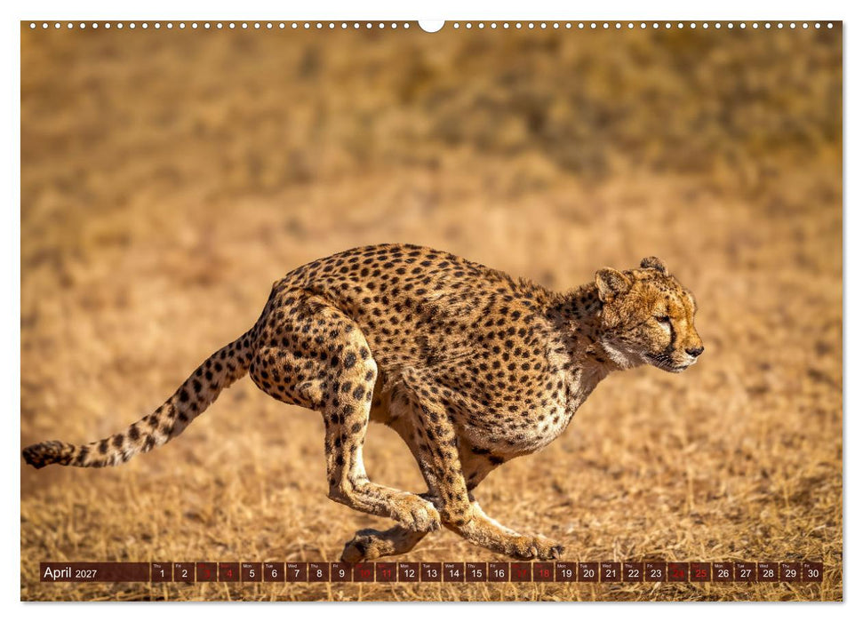 Amazing Cheetahs (CALVENDO Premium-Calendar 2027)