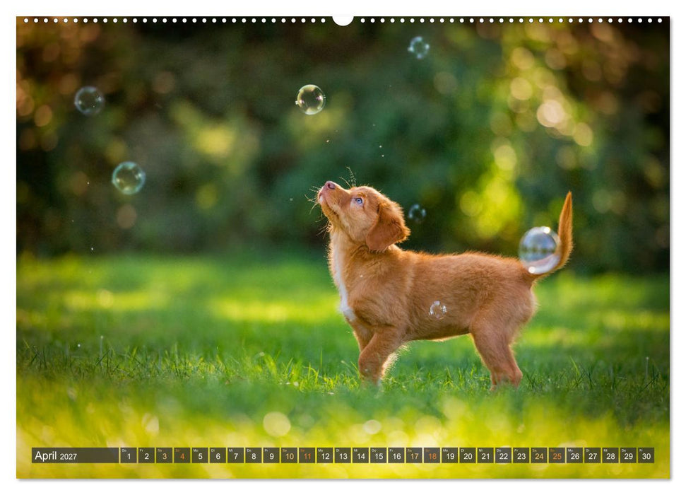bunte Tierfotografie an Land und im Wasser (CALVENDO Wandkalender 2027)