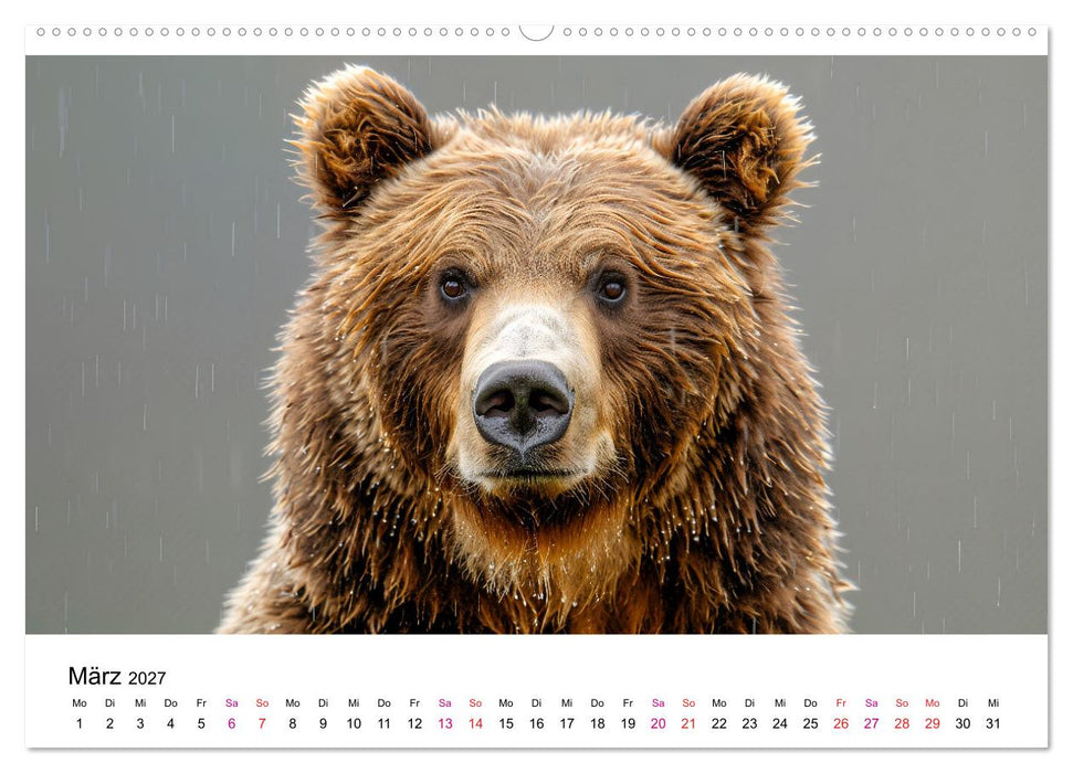 Bären - gefährlich nett (CALVENDO Wandkalender 2027)