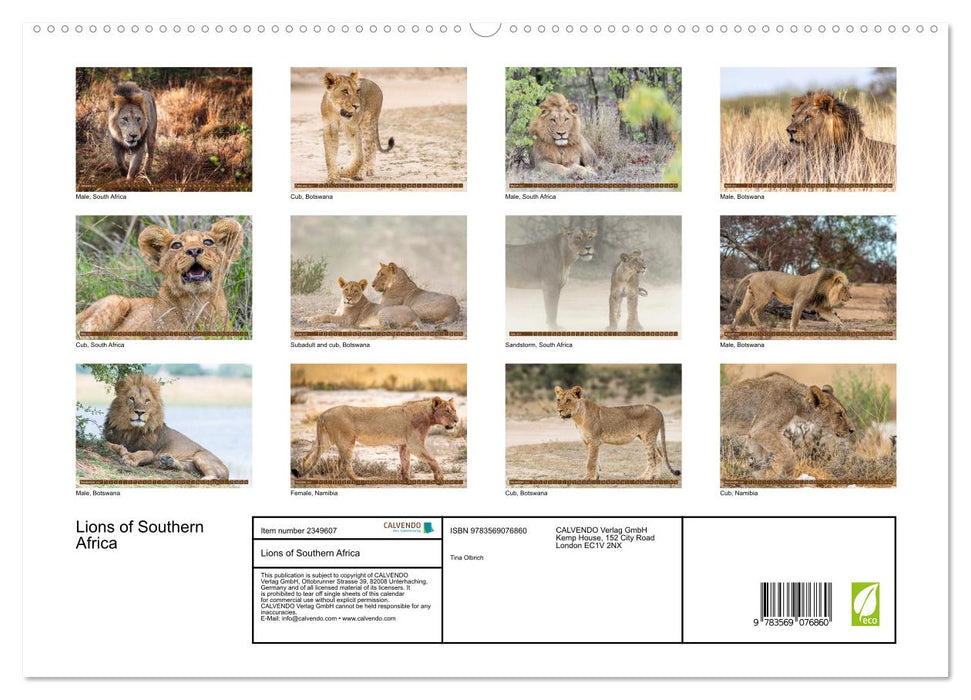 Lions of Southern Africa (CALVENDO Premium-Calendar 2027)