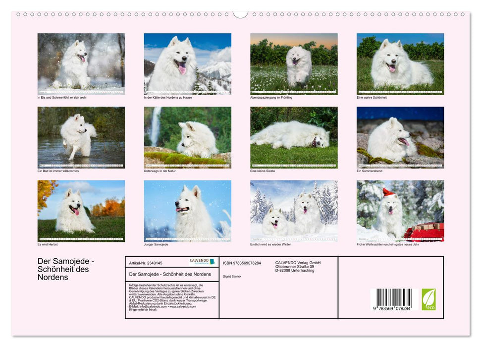 Der Samojede - Schönheit des Nordens (CALVENDO Premium Wandkalender 2027)