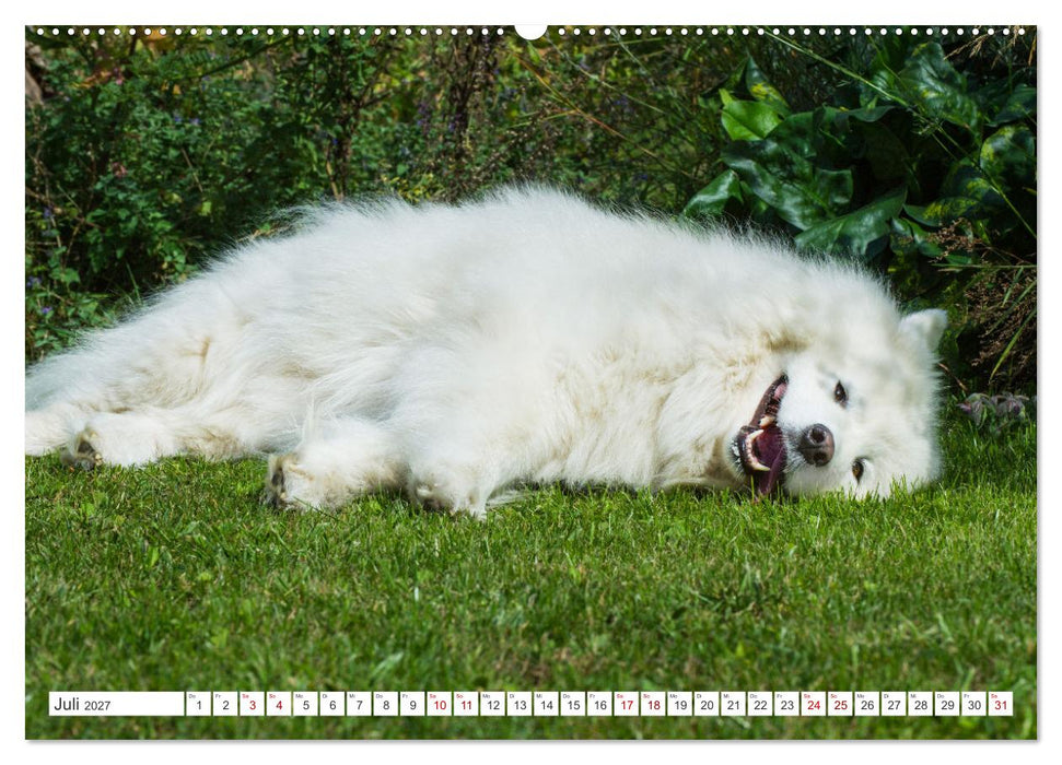 Der Samojede - Schönheit des Nordens (CALVENDO Premium Wandkalender 2027)