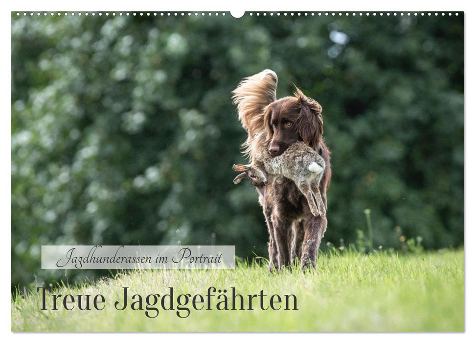 Treue Jagdgefährten - Jagdhunderassen im Portrait (CALVENDO Wandkalender 2027)