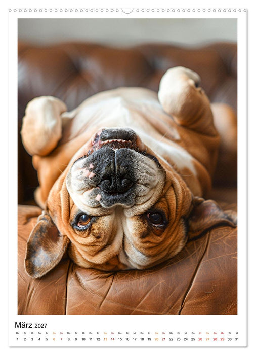 Englische Bulldogge - sanfter Kumpel (CALVENDO Premium Wandkalender 2027)