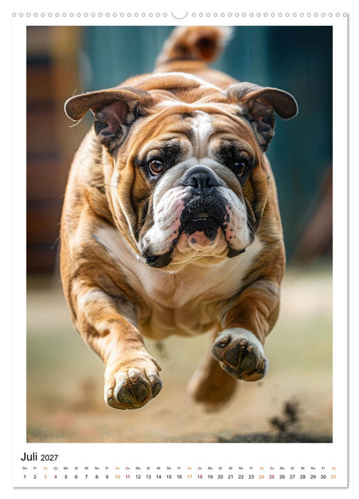 Englische Bulldogge - sanfter Kumpel (CALVENDO Premium Wandkalender 2027)