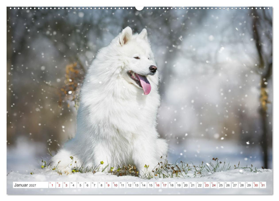 Der Samojede - Schönheit des Nordens (CALVENDO Wandkalender 2027)
