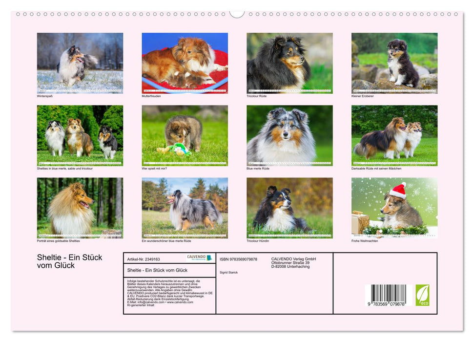 Sheltie - Ein Stück vom Glück (CALVENDO Premium Wandkalender 2027)