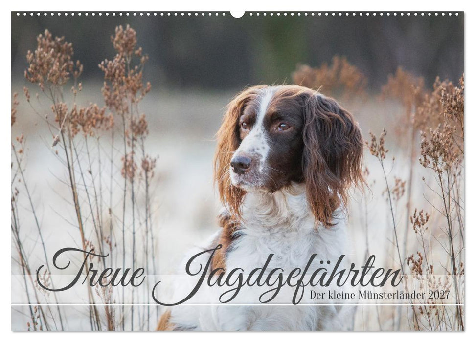 Treue Jagdgefährten Der kleine Münsterländer (CALVENDO Wandkalender 2027)