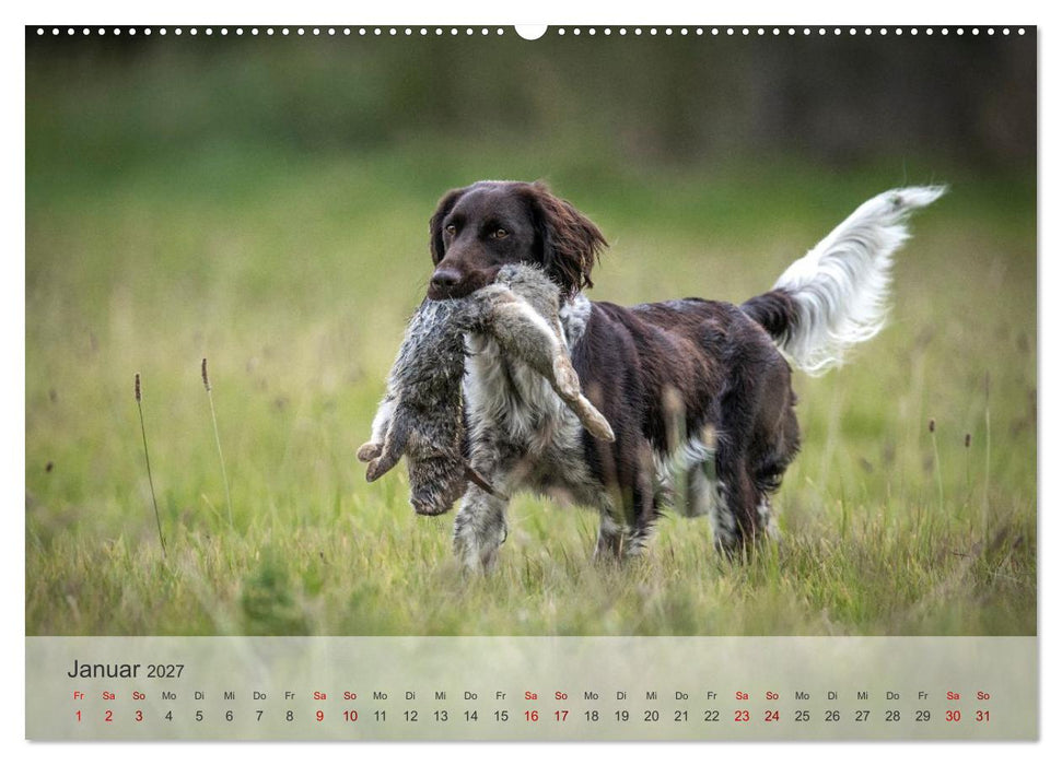 Treue Jagdgefährten Der kleine Münsterländer (CALVENDO Wandkalender 2027)