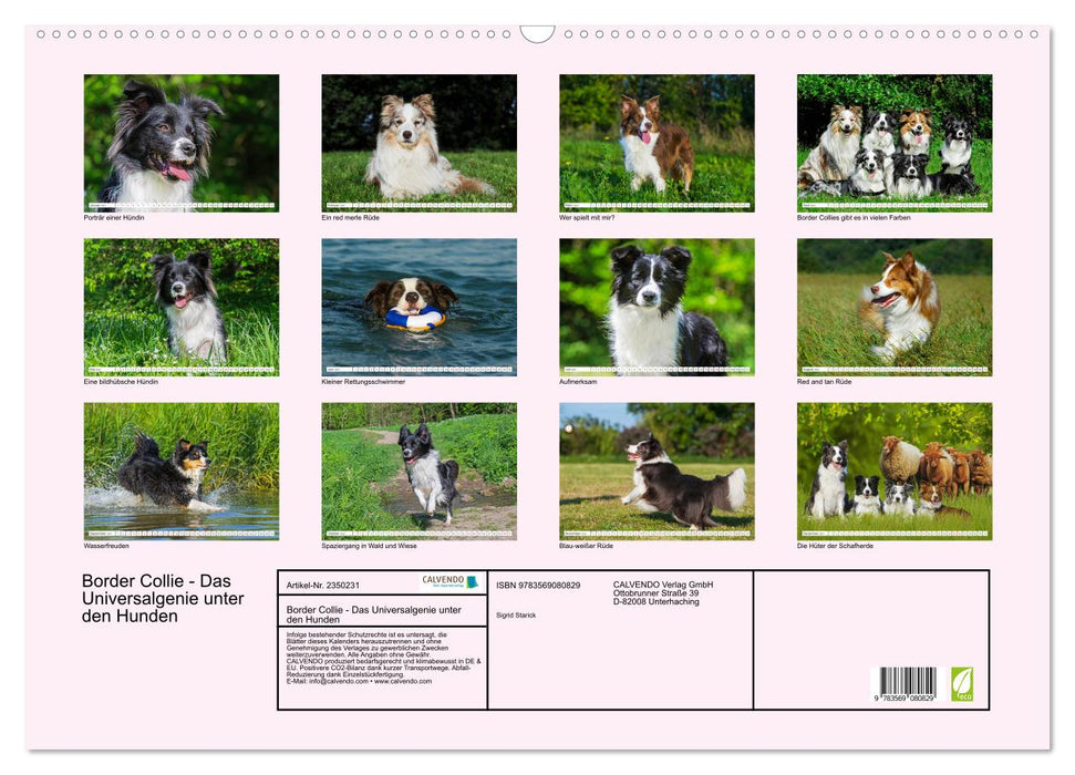 Border Collie - Das Universalgenie unter den Hunden (CALVENDO Wandkalender 2027)
