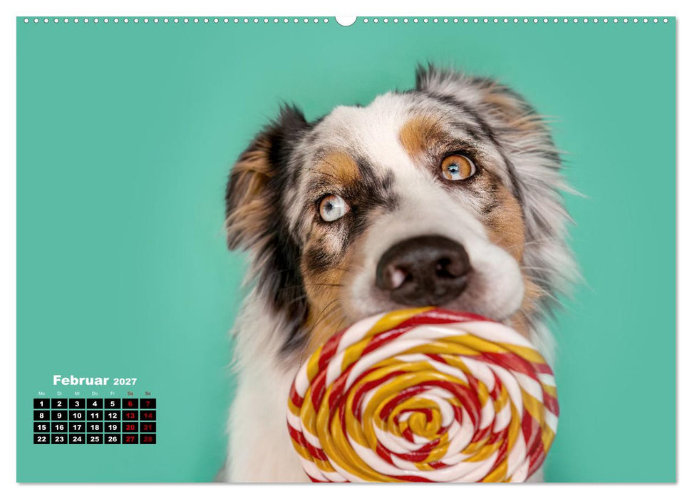 Süße Schnauzen (CALVENDO Wandkalender 2027)
