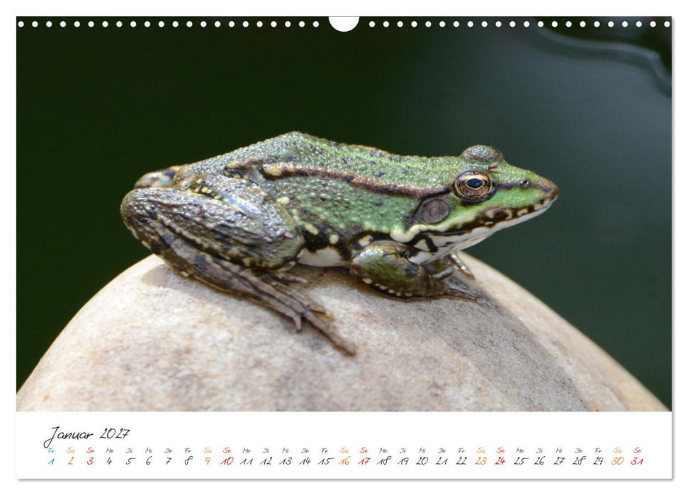 Frosch Karl, Hans und Max im Einklang der Natur (CALVENDO Wandkalender 2027)