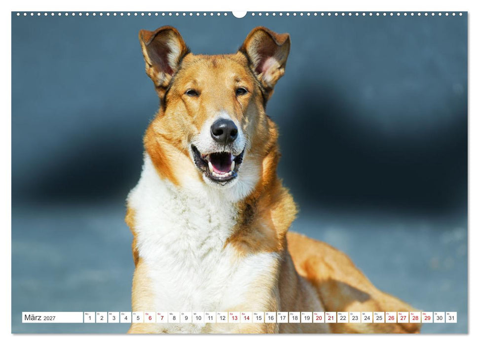 Britische Hütehunde - Treue Freunde auf vier Pfoten (CALVENDO Wandkalender 2027)