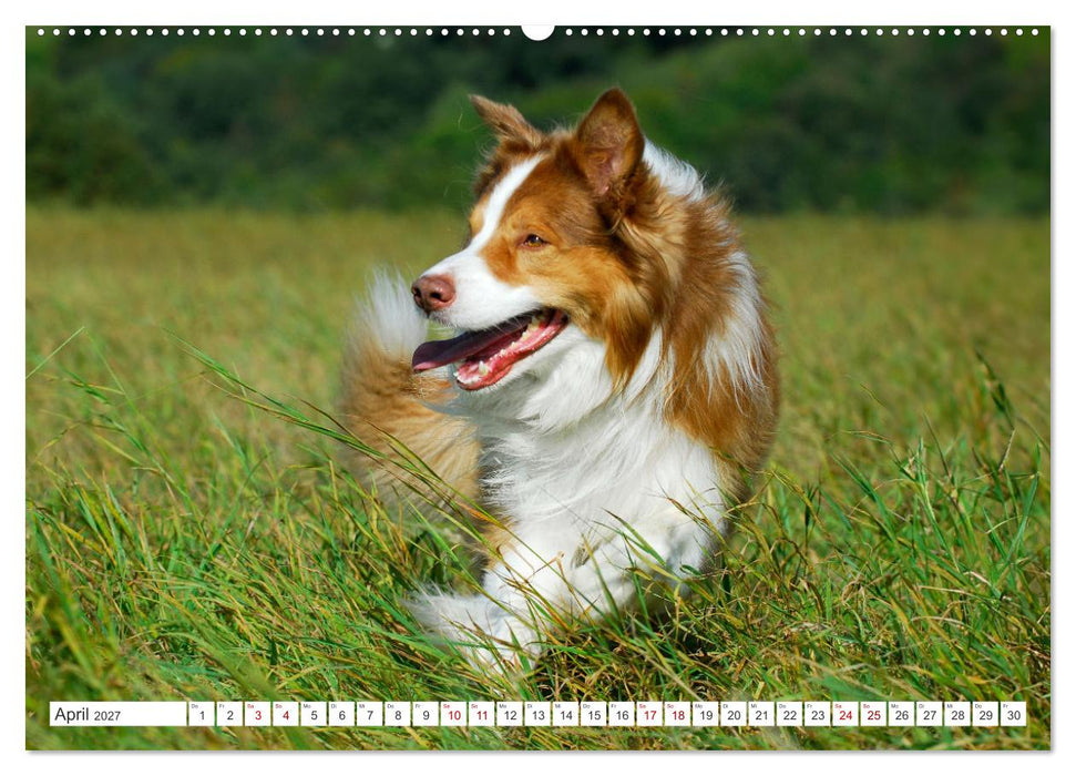 Britische Hütehunde - Treue Freunde auf vier Pfoten (CALVENDO Wandkalender 2027)
